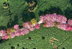 CHINA-FUJIAN-ZHANGPING-CHERRY BLOSSOMS (CN)