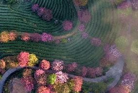 CHINA-FUJIAN-ZHANGPING-CHERRY BLOSSOMS (CN)