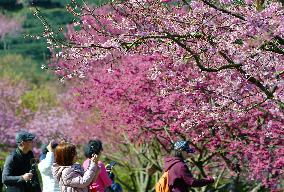 CHINA-FUJIAN-ZHANGPING-CHERRY BLOSSOMS (CN)