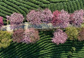 CHINA-FUJIAN-ZHANGPING-CHERRY BLOSSOMS (CN)