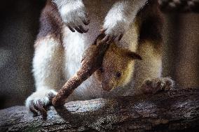 FRANCE-PARIS-ZOO-TREE KANGAROO