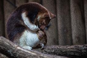 FRANCE-PARIS-ZOO-TREE KANGAROO