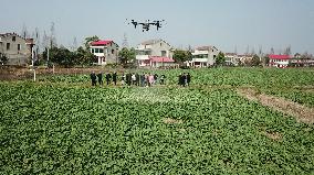 CHINA-HUNAN-DRONE-AGRICULTURE (CN)