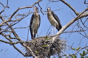 INDIA-ASSAM-NAGAON-ADJUTANT STORK