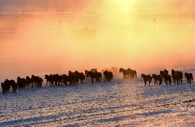 #CHINA-INNER MONGOLIA-HOLIN GOL-SCENERY (CN)