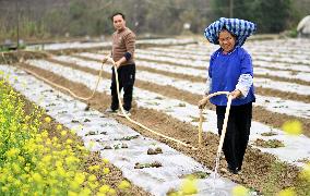 CHINA-SPRING FARMING (CN)