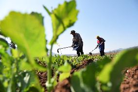 #CHINA-SPRING FARMING (CN)