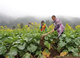 #CHINA-SPRING FARMING (CN)