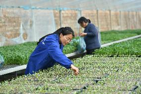 CHINA-HEBEI-VEGETABLES COOPERATIVE-ENTREPRENEURSHIP (CN)