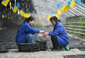 CHINA-HEBEI-VEGETABLES COOPERATIVE-ENTREPRENEURSHIP (CN)