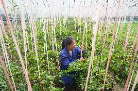 CHINA-HEBEI-VEGETABLES COOPERATIVE-ENTREPRENEURSHIP (CN)