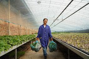 CHINA-HEBEI-VEGETABLES COOPERATIVE-ENTREPRENEURSHIP (CN)