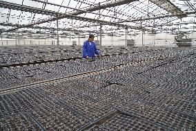 CHINA-HEBEI-VEGETABLES COOPERATIVE-ENTREPRENEURSHIP (CN)