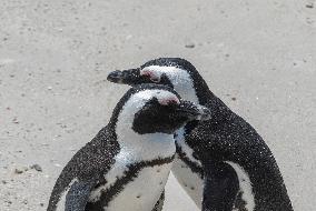 SOUTH AFRICA-SIMON'S TOWN-AFRICAN PENGUIN