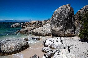 SOUTH AFRICA-SIMON'S TOWN-AFRICAN PENGUIN