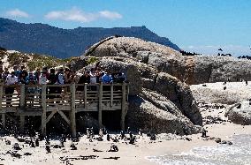 SOUTH AFRICA-SIMON'S TOWN-AFRICAN PENGUIN