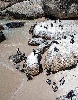 SOUTH AFRICA-SIMON'S TOWN-AFRICAN PENGUIN