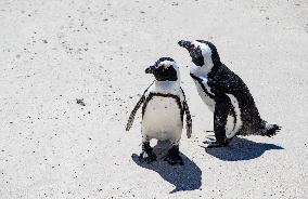 SOUTH AFRICA-SIMON'S TOWN-AFRICAN PENGUIN