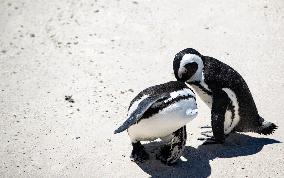 SOUTH AFRICA-SIMON'S TOWN-AFRICAN PENGUIN