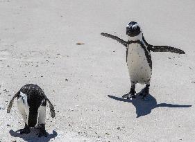 SOUTH AFRICA-SIMON'S TOWN-AFRICAN PENGUIN