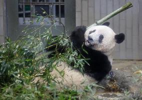 Giant panda Xiang Xiang at Tokyo zoo