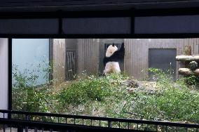 Giant panda Xiang Xiang at Tokyo zoo