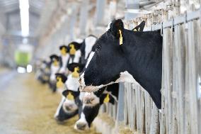 CHINA-GANSU-DAIRY INDUSTRY (CN)