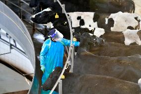 CHINA-GANSU-DAIRY INDUSTRY (CN)