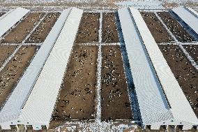 CHINA-GANSU-DAIRY INDUSTRY (CN)