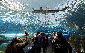 CANADA-TORONTO-FAMILY DAY-AQUARIUM