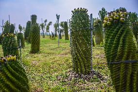 CHINA-HAINAN-DANZHOU-CACTUS PLANTING BASE (CN)