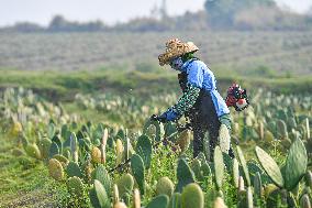 CHINA-HAINAN-DANZHOU-CACTUS PLANTING BASE (CN)