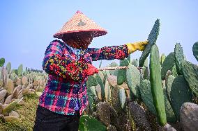 CHINA-HAINAN-DANZHOU-CACTUS PLANTING BASE (CN)