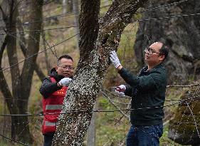 CHINA-GUANGXI-RONG'AN-OLD PLUM TREES-CARE (CN)