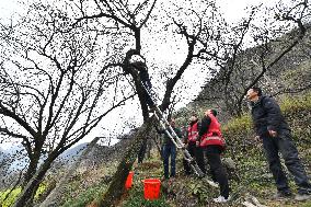 CHINA-GUANGXI-RONG'AN-OLD PLUM TREES-CARE (CN)