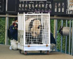 Giant panda at western Japan zoo
