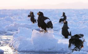 Steller's sea eagles on drift ice