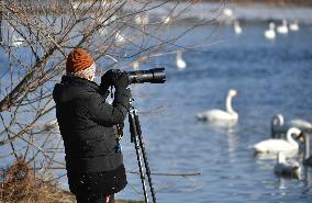 CHINA-LIAONING-BEIPIAO-SWAN (CN)