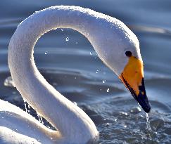 CHINA-LIAONING-BEIPIAO-SWAN (CN)