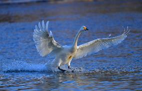 CHINA-LIAONING-BEIPIAO-SWAN (CN)