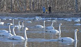 CHINA-LIAONING-BEIPIAO-SWAN (CN)