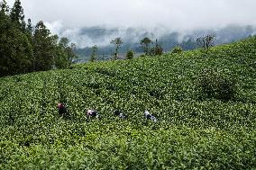 CHINA-GUIZHOU-PU'AN COUNTY-TEA PLANTATION (CN)