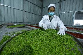 CHINA-GUIZHOU-PU'AN COUNTY-TEA PLANTATION (CN)