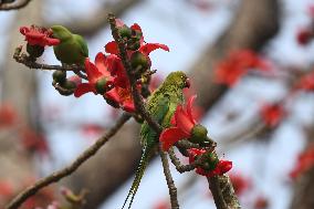 INDIA-ASSAM-PARROT