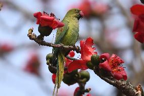 INDIA-ASSAM-PARROT