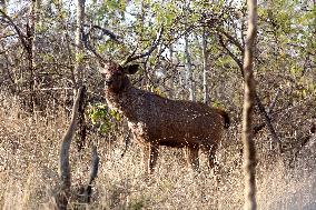 INDIA-MADHYA PRADESH-BHOPAL-WILDLIFE