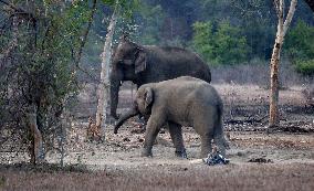 INDIA-MADHYA PRADESH-BHOPAL-WILDLIFE