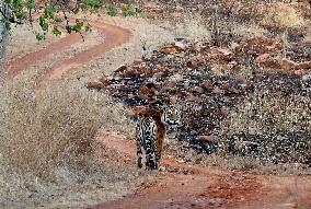 INDIA-MADHYA PRADESH-BHOPAL-WILDLIFE