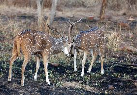 INDIA-MADHYA PRADESH-BHOPAL-WILDLIFE