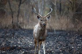 INDIA-MADHYA PRADESH-BHOPAL-WILDLIFE